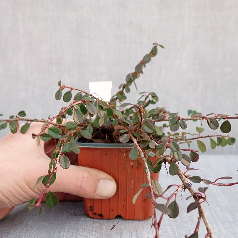 Cotoneaster procumbens Streibs Findling Vasetto da 8/9 cm esemplare consegnato in inverno