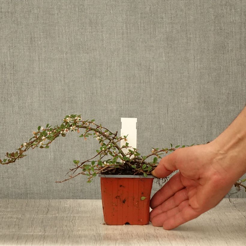 Cotoneaster procumbens Streibs Findling Vasetto da 8/9 cm esemplare consegnato in primavera