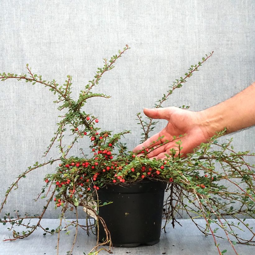 Esemplare di Cotoneaster procumbens Streibs Findling Vaso da 1,5L/2L come consegnato in autunno