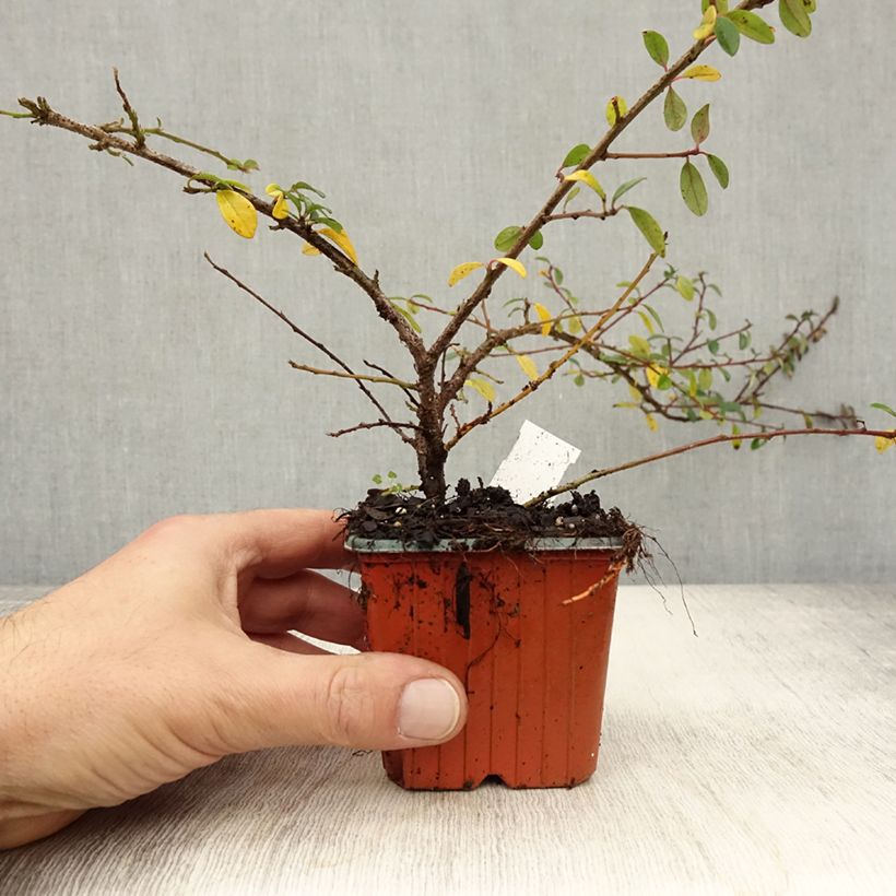 Esemplare di Cotoneaster suecicus Skogholm Vasetto da 8/9 cm come consegnato in autunno