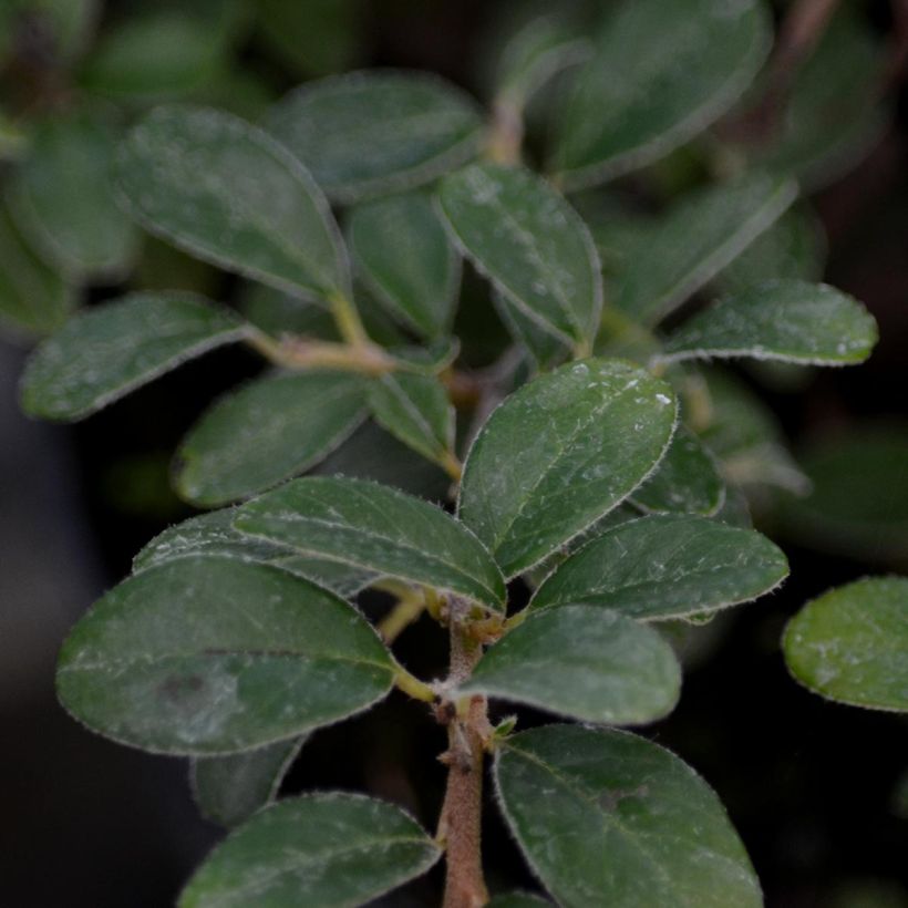 Cotoneaster suecicus Coral Beauty (Fogliame)