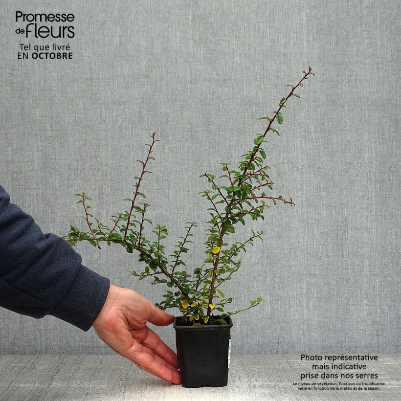 Esemplare di Cotoneaster suecicus Coral Beauty Vasetto da 8/9 cm come consegnato in autunno