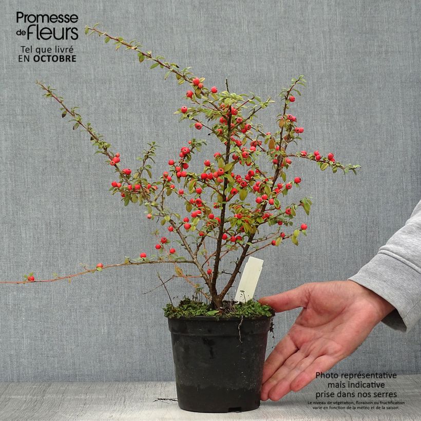 Esemplare di Cotoneaster suecicus Coral Beauty Vaso da 1L/1,5L come consegnato in autunno