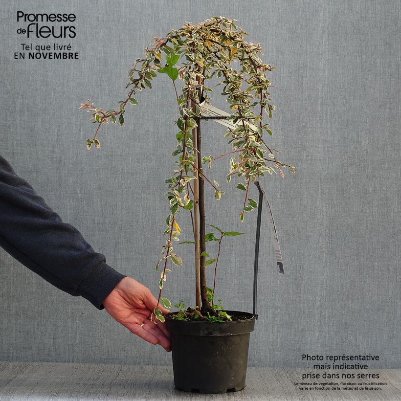 Esemplare di Cotoneaster suecicus Juliette Vaso da 4L/5L come consegnato in autunno