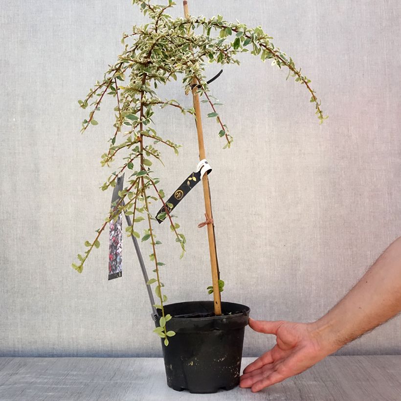 Esemplare di Cotoneaster suecicus Juliette Vaso da 4L/5L, Vaso impalcato consegnato in estate