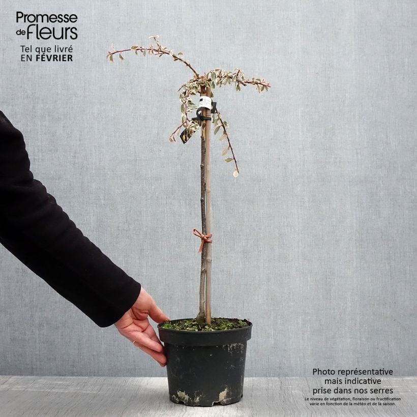 Cotoneaster suecicus Juliette Vaso da 4L/5L esemplare consegnato in inverno