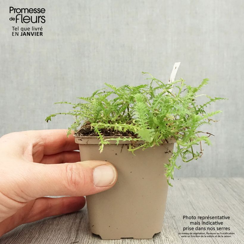 Cotula hispida Vasetto da 8/9 cm esemplare consegnato in inverno