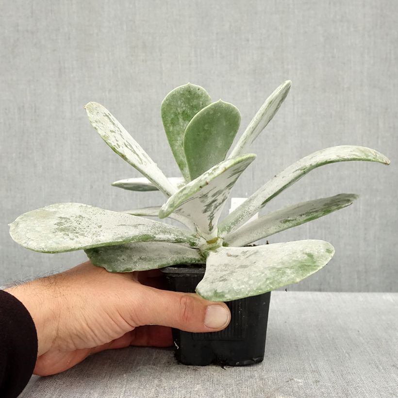 Esemplare di Cotyledon orbiculata Silver Dollar Vasetto da 8/9 cm come consegnato in autunno