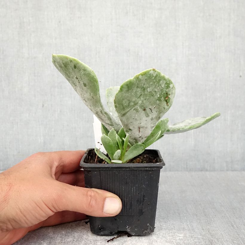 Cotyledon orbiculata Silver Dollar Vasetto da 8/9 cm esemplare consegnato in primavera
