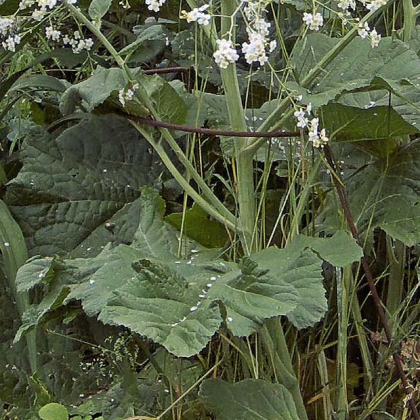 Crambe cordifolia (Fogliame)