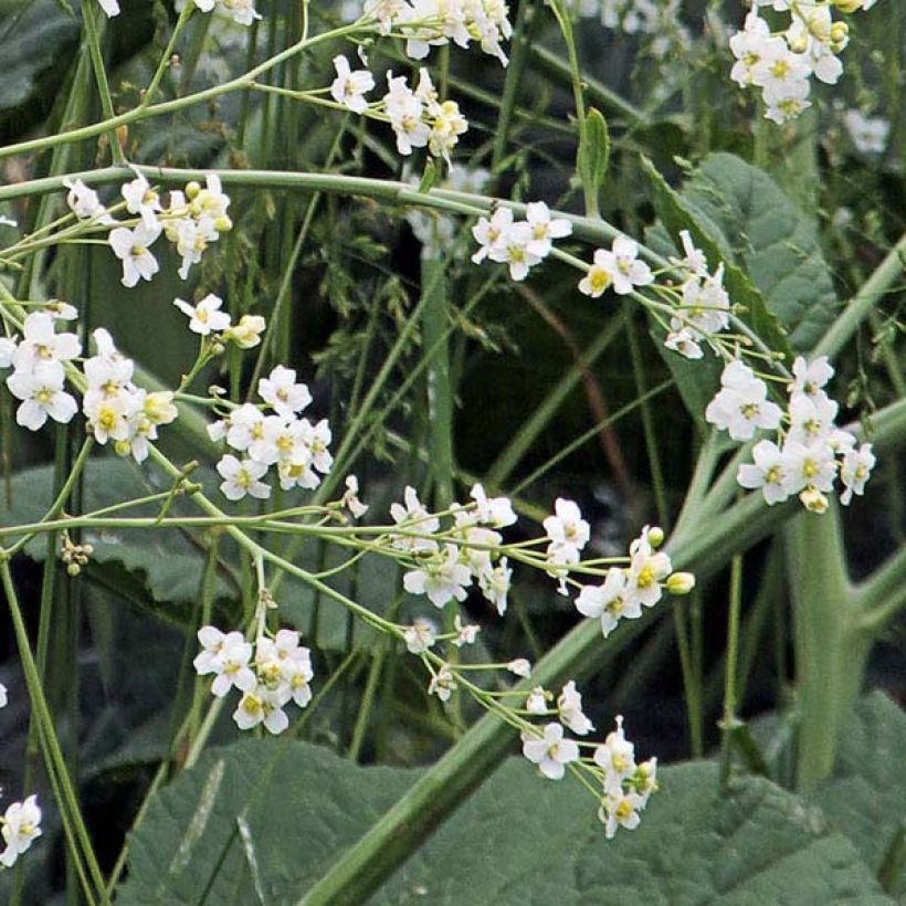Crambe cordifolia (Fioritura)