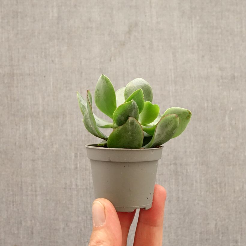 Crassula arborescens Curly Grey mini-pianta esemplare consegnato in primavera