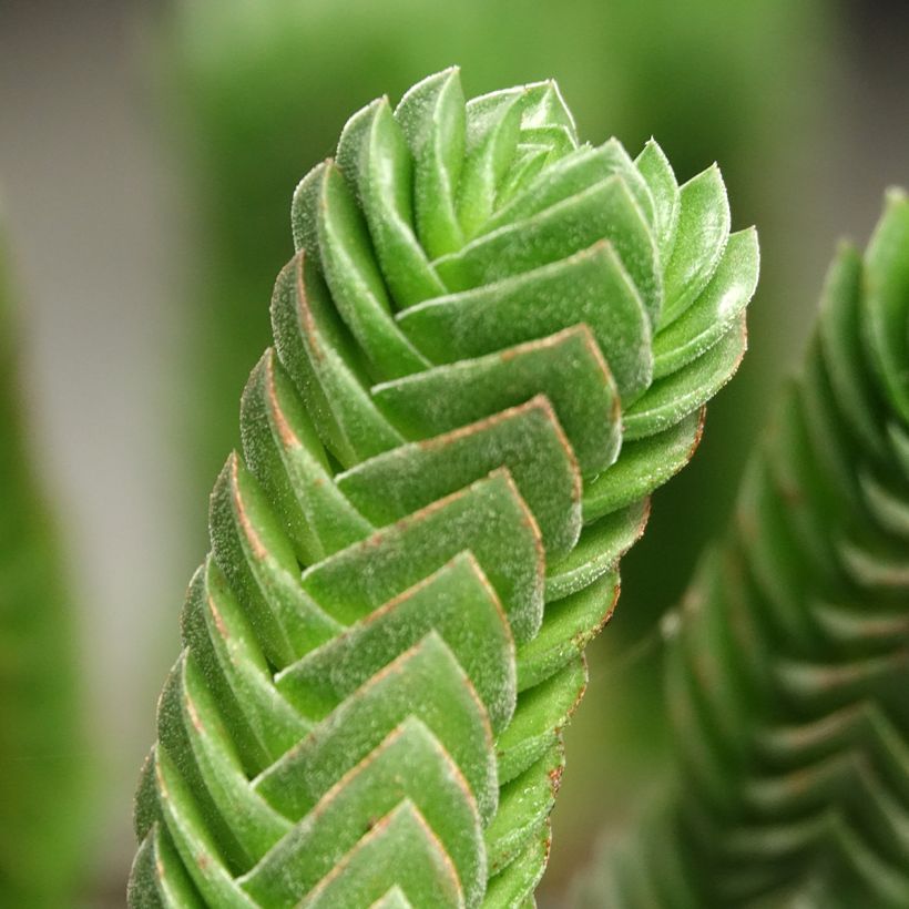 Crassula pyramidalis Buddha's Temple (Fogliame)