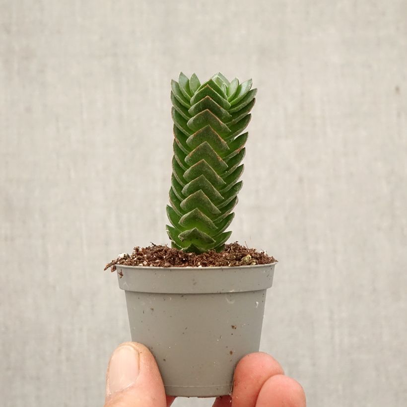 Crassula pyramidalis Buddha's Temple mini-pianta esemplare consegnato in primavera
