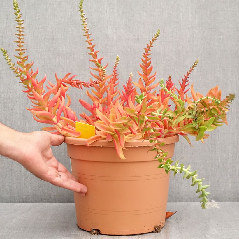 Esemplare di Crassula capitella Vaso da 7,5L/10L consegnato in estate