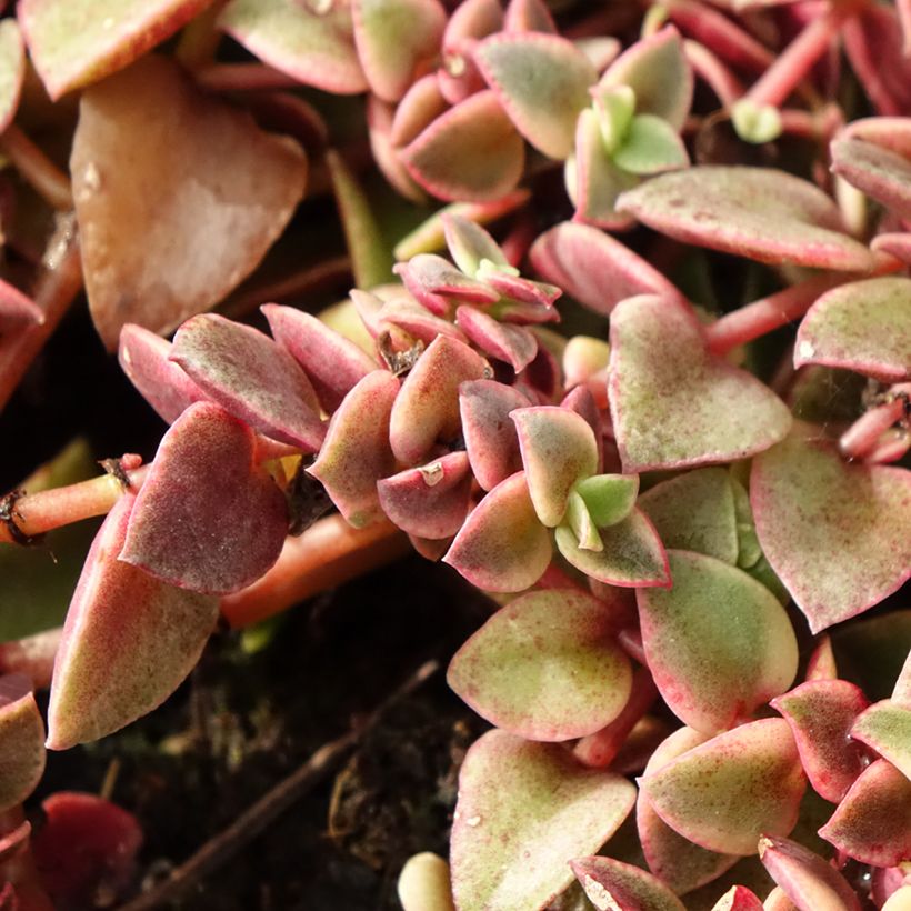 Crassula Desert Diamond (Fogliame)