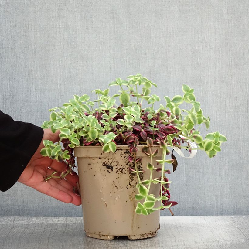 Esemplare di Crassula Desert Diamond Vaso da 3L/4L come consegnato in autunno