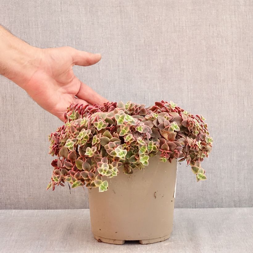 Esemplare di Crassula Desert Diamond Vaso da 3L/4L consegnato in estate