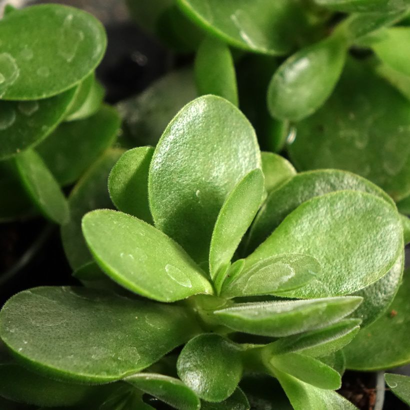 Albero di giada Money Maker - Crassula ovata (Fogliame)