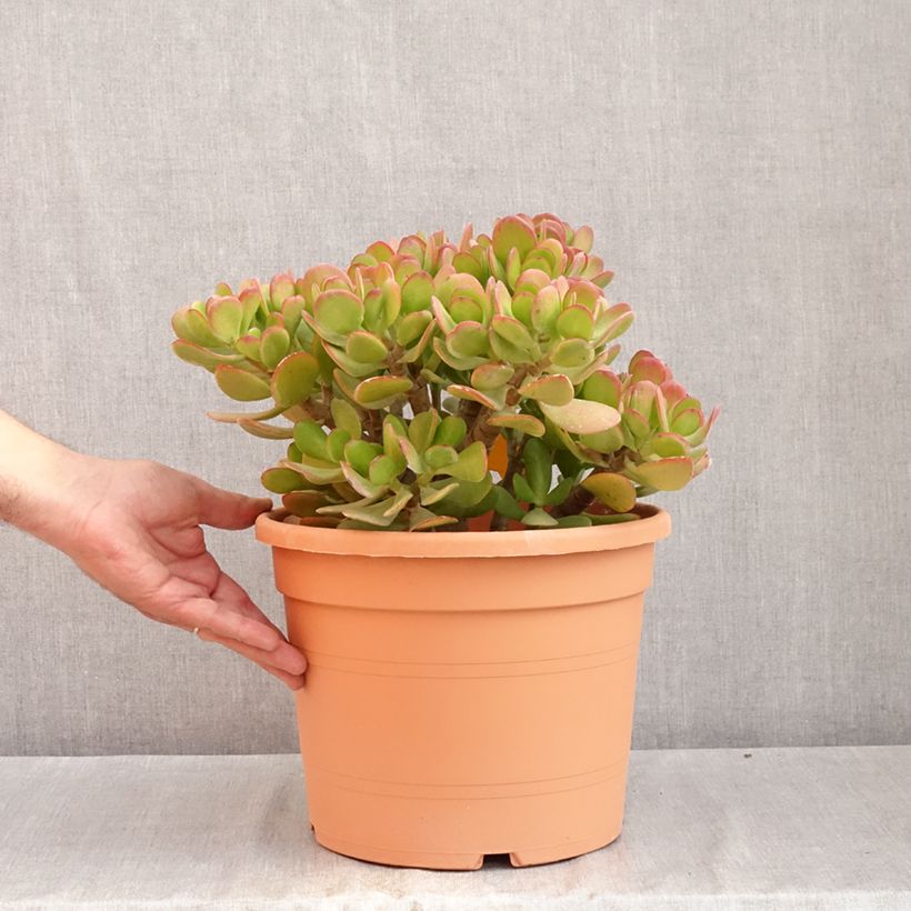 Esemplare di Crassula ovata - Albero di giada Vaso da 7,5L/10L consegnato in estate