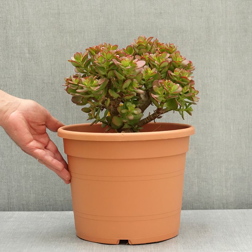 Crassula ovata - Albero di giada Vaso da 7,5L/10L esemplare consegnato in primavera