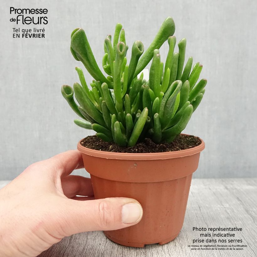 Crassula ovata Hobbit Vaso da Ø 12 cm / 13 cm esemplare consegnato in inverno