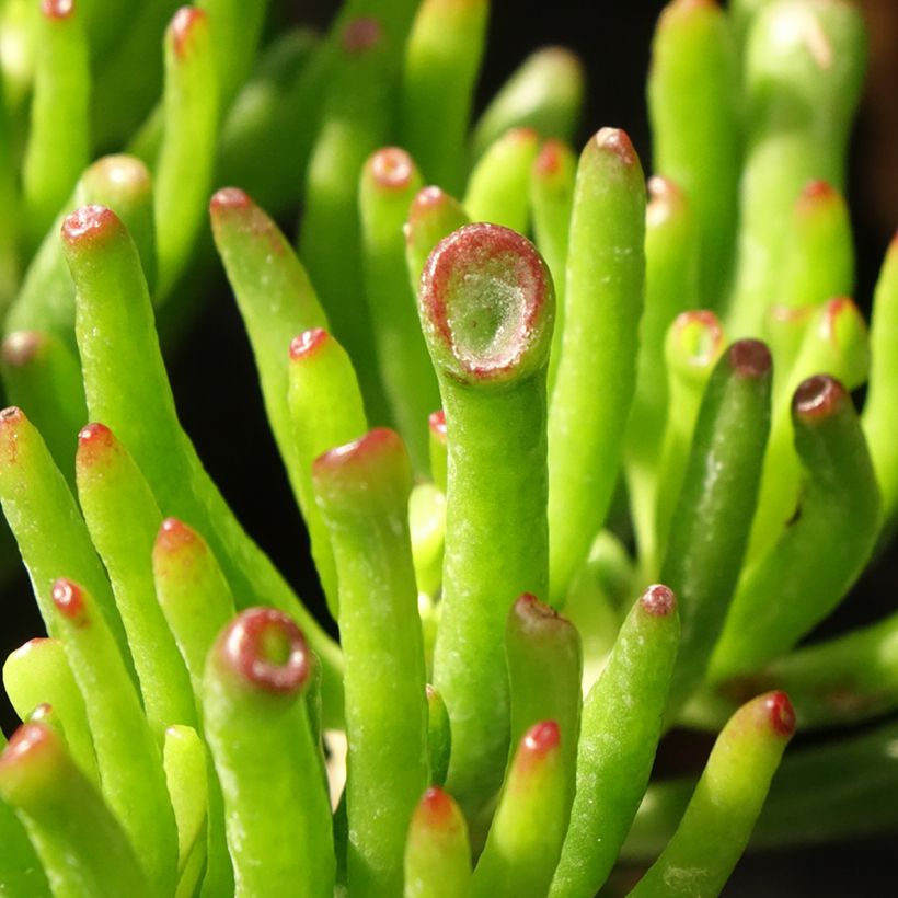 Crassula ovata Hobbit (Fogliame)