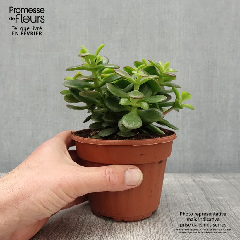 Crassula ovata Minor Vaso da 1,5L/2L esemplare consegnato in inverno