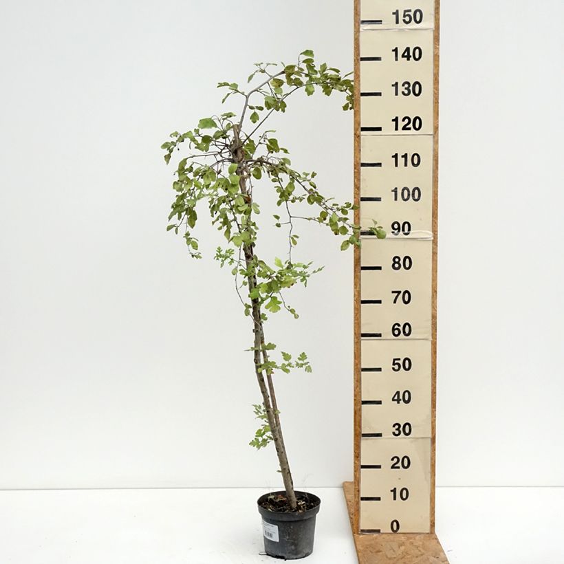 Esemplare di Crataegomespilus dardarii Jules d'Asnière Vaso da 3L/4L consegnato in estate