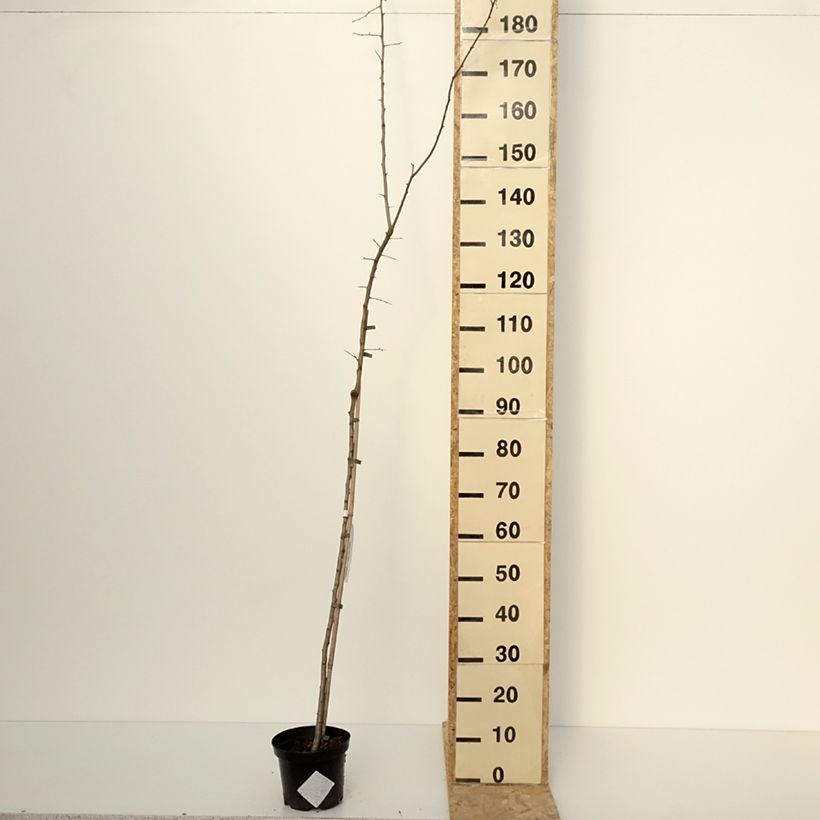 Crataegomespilus dardarii Jules d'Asnière Vaso da 3L/4L esemplare consegnato in inverno