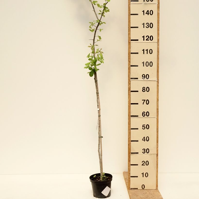 Crataegomespilus dardarii Jules d'Asnière Vaso da 3L/4L, Vaso impalcato esemplare consegnato in primavera