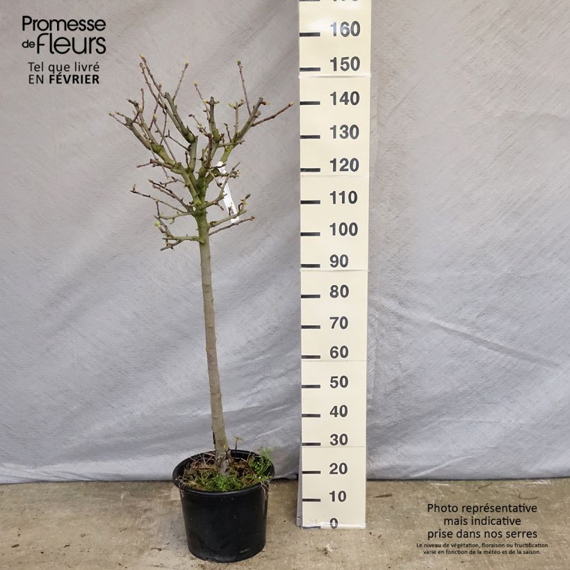 Crataegus azarolus - Azzeruolo Vaso da 12L/15L esemplare consegnato in inverno
