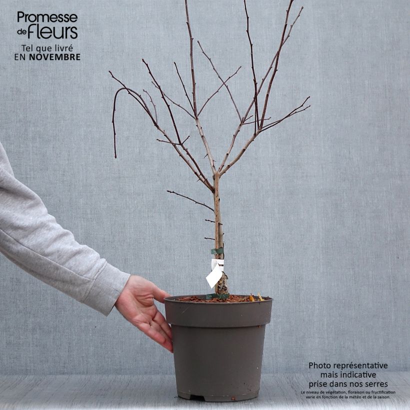 Esemplare di Crataegus crus-galli - Biancospino piè di gallo Vaso da 6L/7L come consegnato in autunno