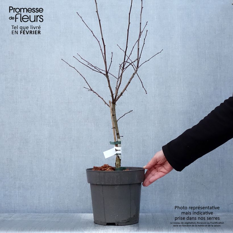 Crataegus crus-galli - Biancospino piè di gallo Vaso da 6L/7L esemplare consegnato in inverno