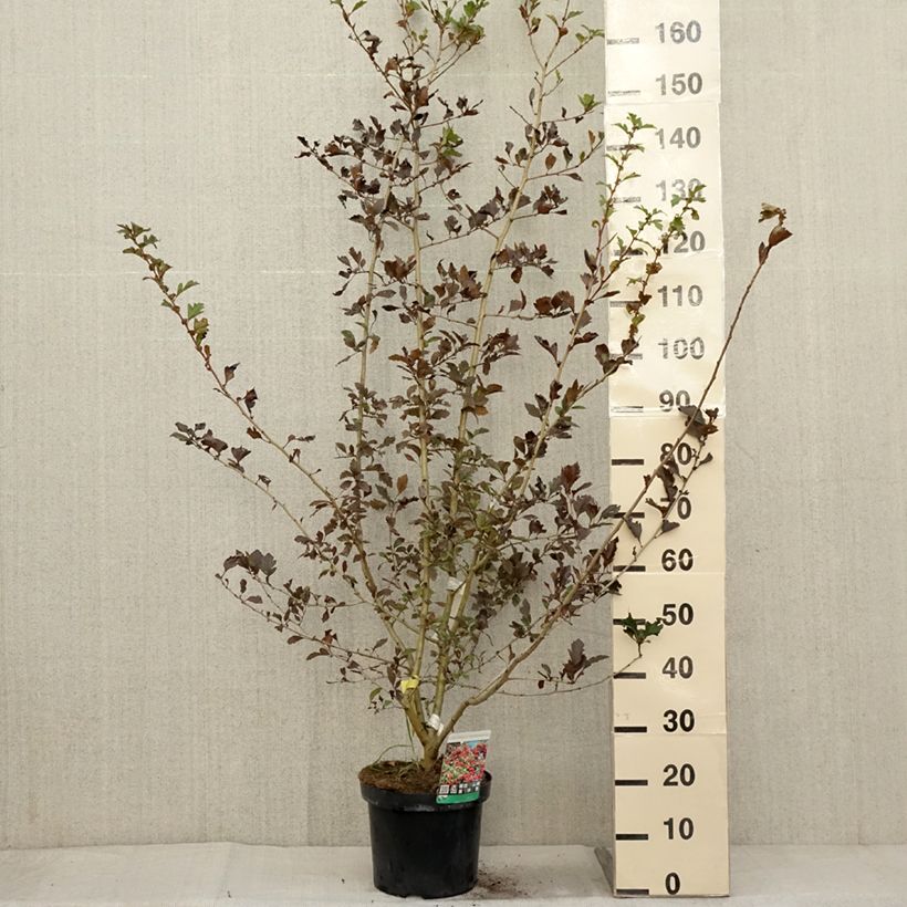 Esemplare di Crataegus grignonensis Vaso da 7,5L/10L come consegnato in autunno