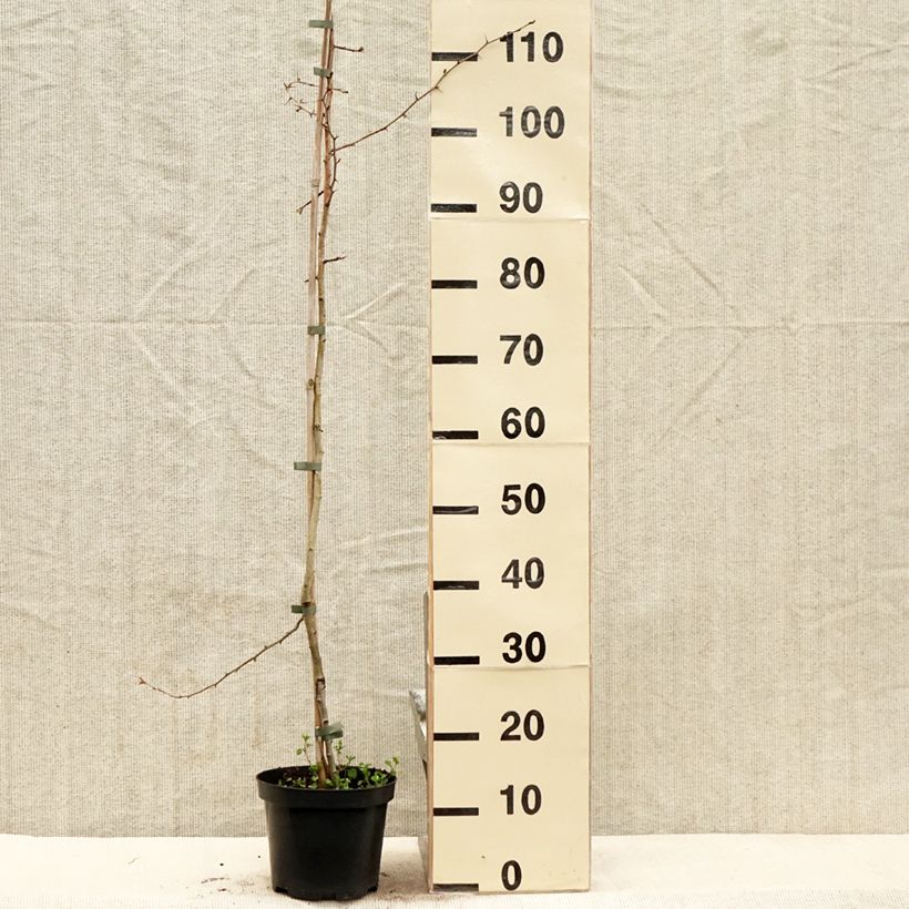 Crataegus laevigata Auriculata Vaso da 3L/4L esemplare consegnato in primavera
