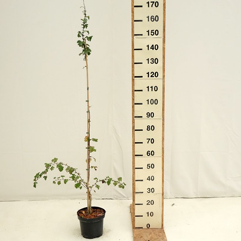 Esemplare di Crataegus Princesse Sturdza Vaso da 4L/5L come consegnato in autunno