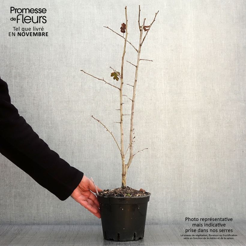Esemplare di Crataegus laevigata Rosea Flore Pleno Vaso da 3L/4L come consegnato in autunno