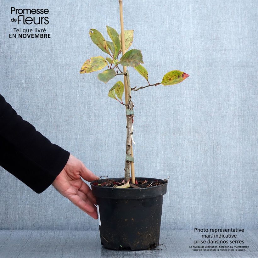 Esemplare di Crataegus lavallei Carrierei - Biancospino Vaso da 3L/4L come consegnato in autunno