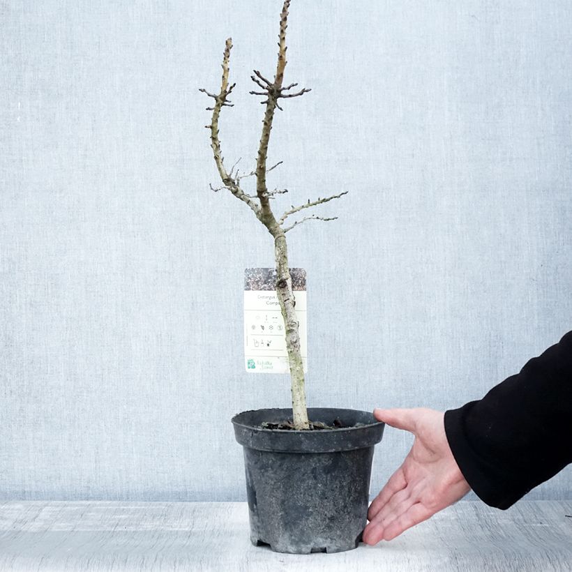 Esemplare di Crataegus monogyna Compacta Vaso da 3L/4L come consegnato in autunno