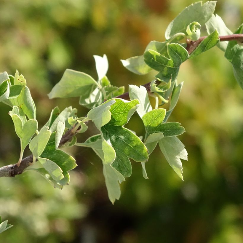 Crataegus monogyna Flexuosa (Fogliame)