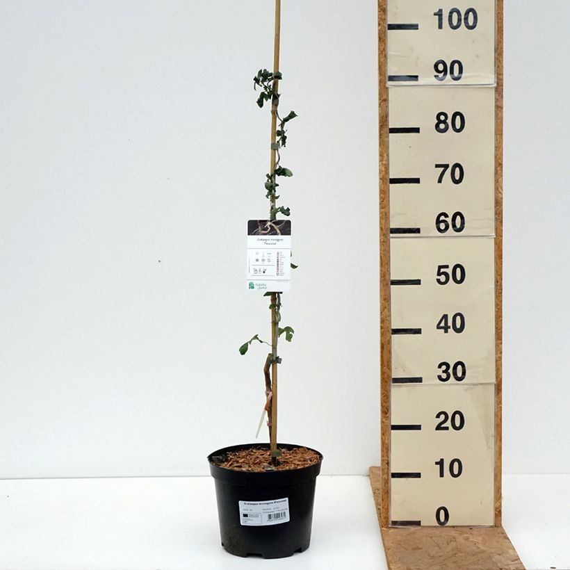 Esemplare di Crataegus monogyna Flexuosa Vaso da 3L/4L come consegnato in autunno
