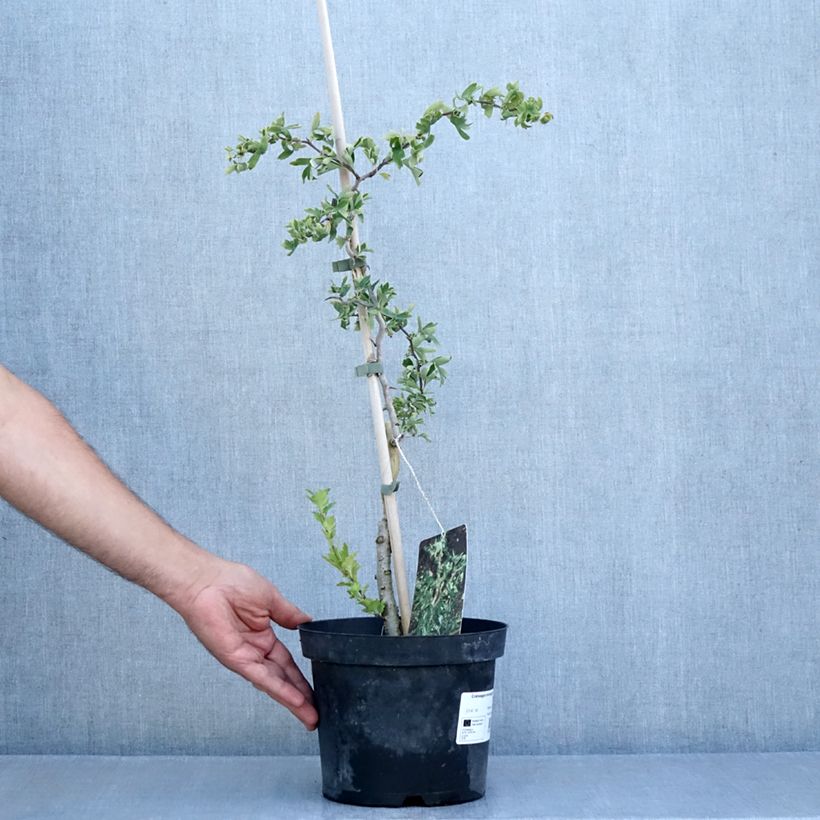 Esemplare di Crataegus monogyna Flexuosa Vaso da 3L/4L consegnato in estate