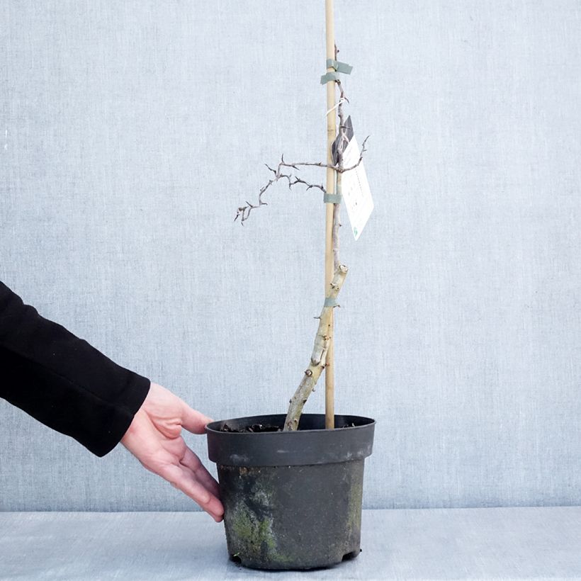 Crataegus monogyna Flexuosa Vaso da 3L/4L esemplare consegnato in inverno
