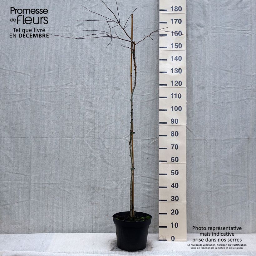 Crataegus monogyna Gireoudii Ciotola da 7,5L/10L esemplare consegnato in inverno