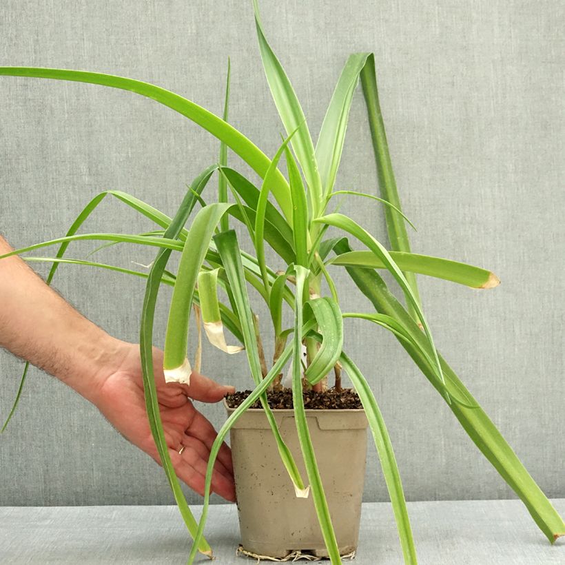Esemplare di Crinum powellii Rosea Vaso da 2L/3L taglia 24+ consegnato in estate