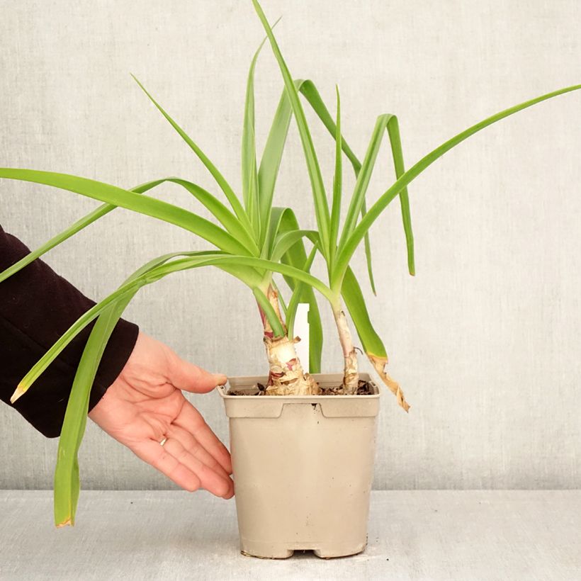 Crinum powellii Rosea Vaso da 2L/3L taglia 24+ esemplare consegnato in primavera