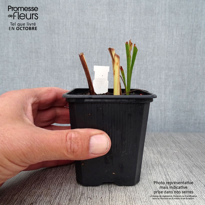 Esemplare di Crocosmia crocosmiiflora Babylon Vasetto da 7/8 cm come consegnato in autunno