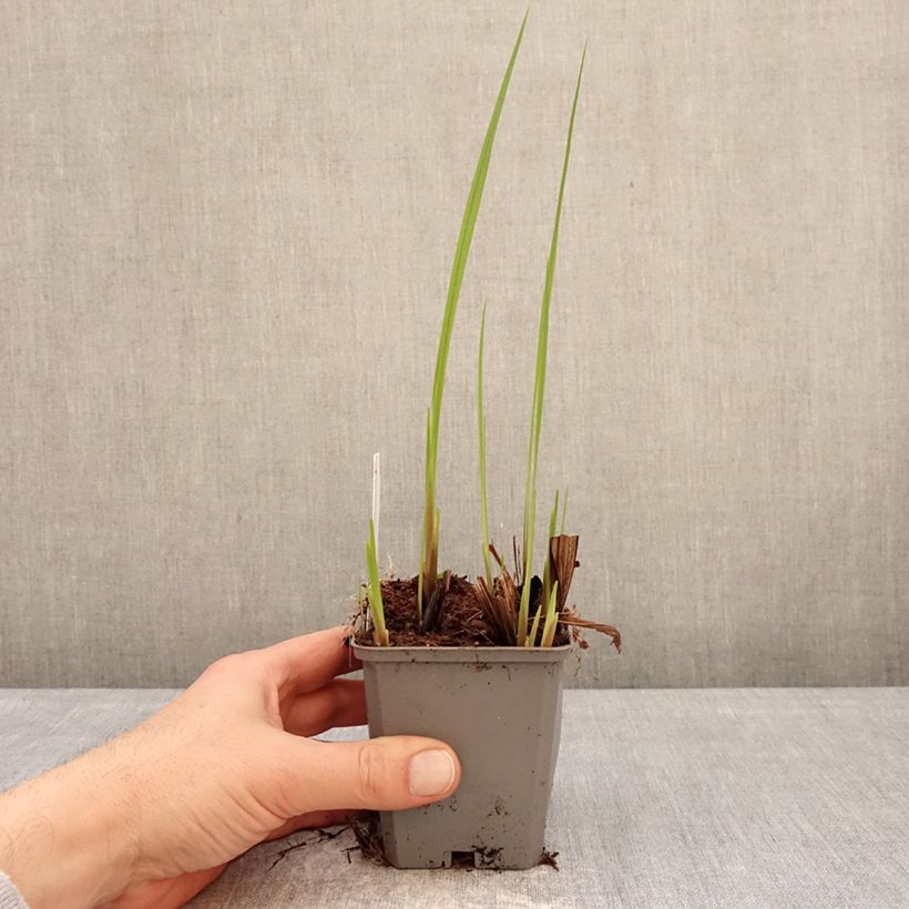 Crocosmia crocosmiiflora Buttercup Vasetto da 8/9 cm taglia 7+ esemplare consegnato in inverno