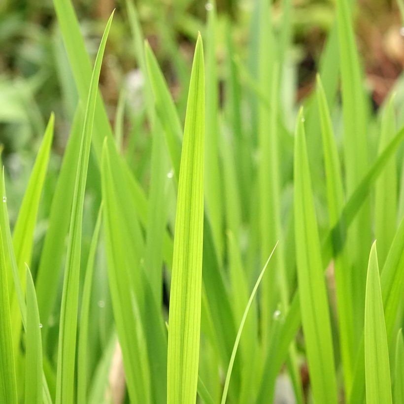 Crocosmia crocosmiiflora Emberglow (Fogliame)